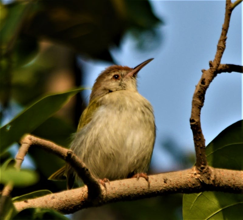 Common Tailorbird - ML638523787