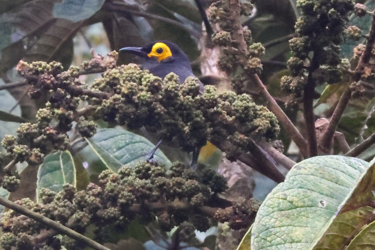 Smoky Honeyeater - ML638523788