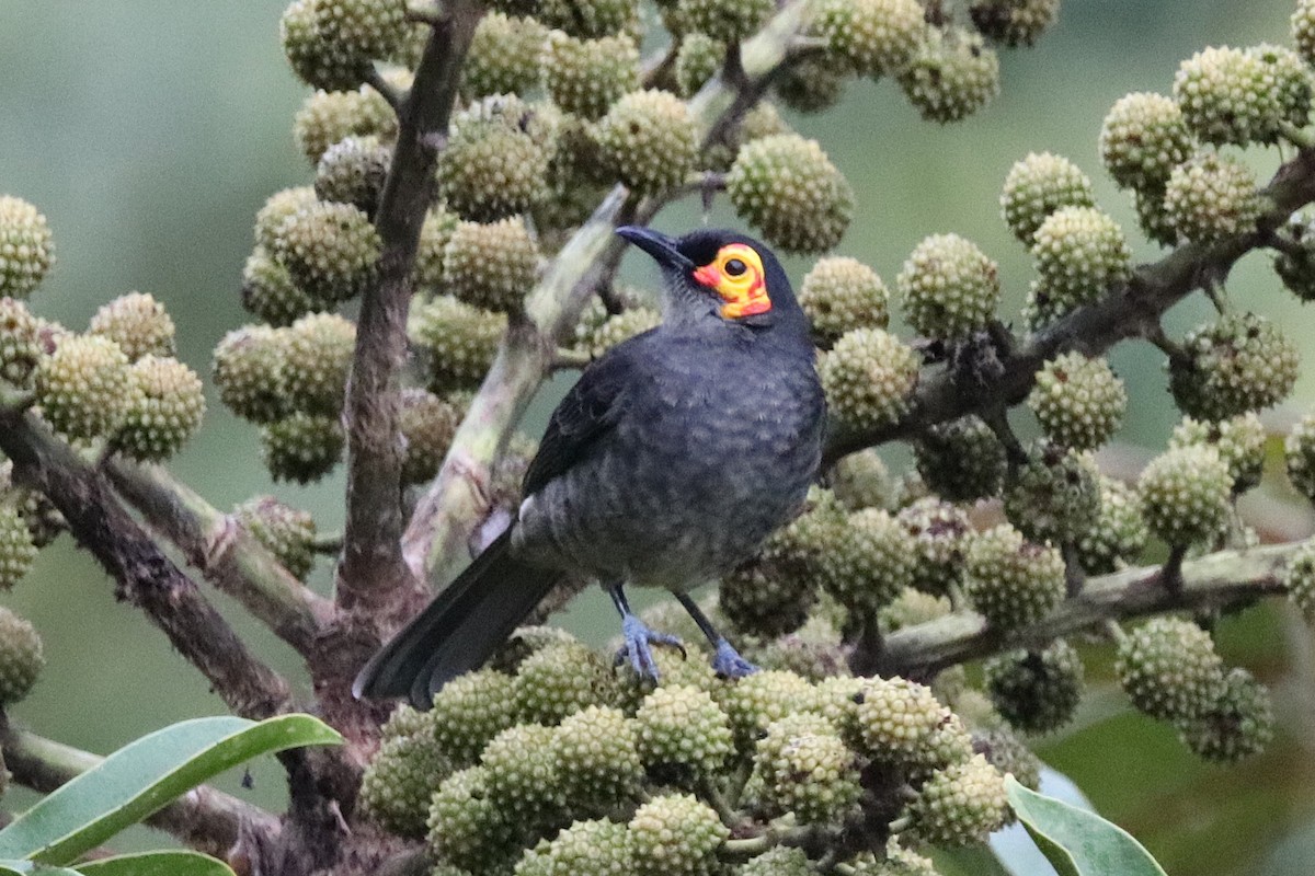 Smoky Honeyeater - ML638523789