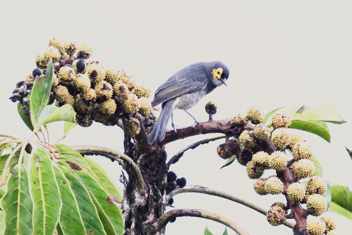 Smoky Honeyeater - ML638523790
