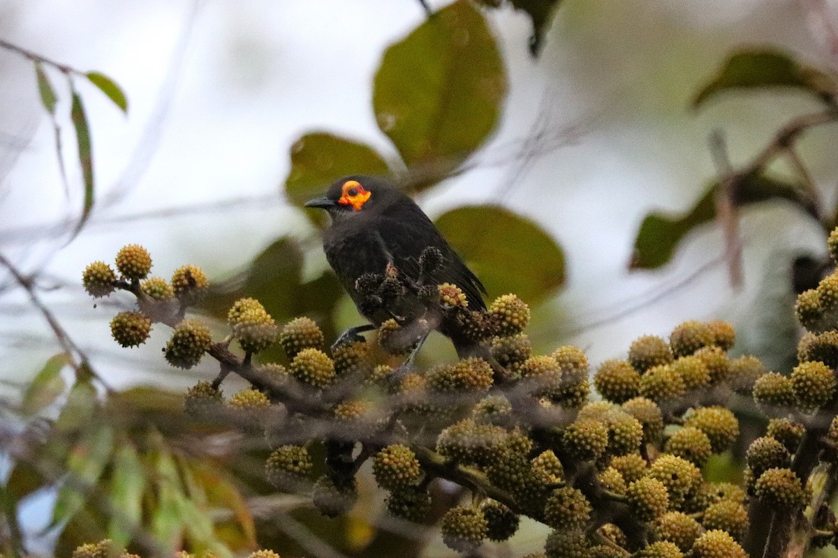 Smoky Honeyeater - ML638523791