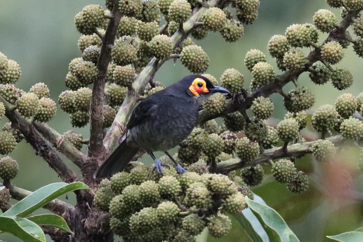 Smoky Honeyeater - ML638523792