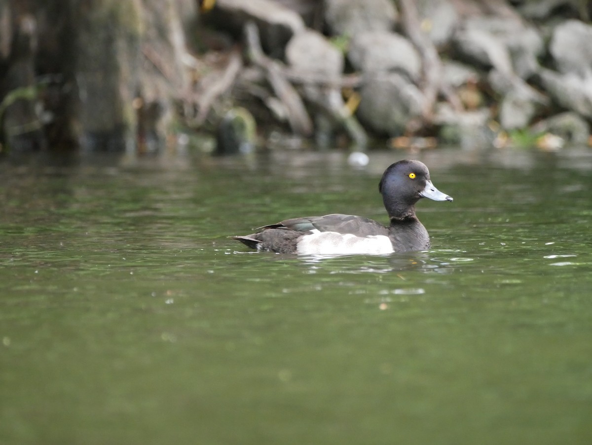Tufted Duck - ML638523793