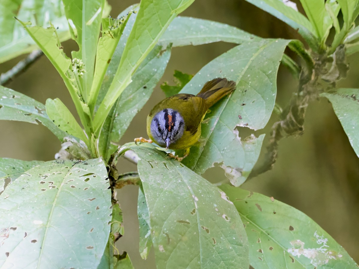 Russet-crowned Warbler - ML638523797