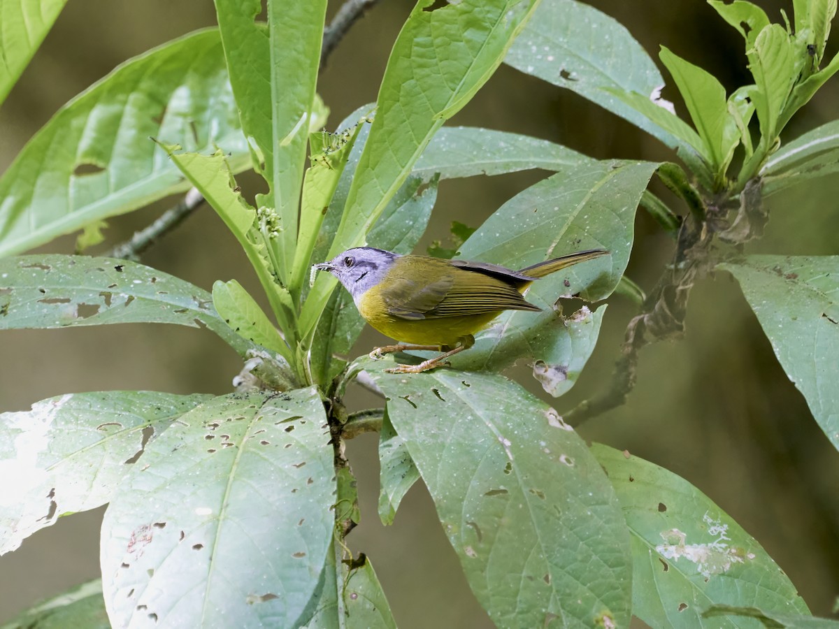 Russet-crowned Warbler - ML638523798