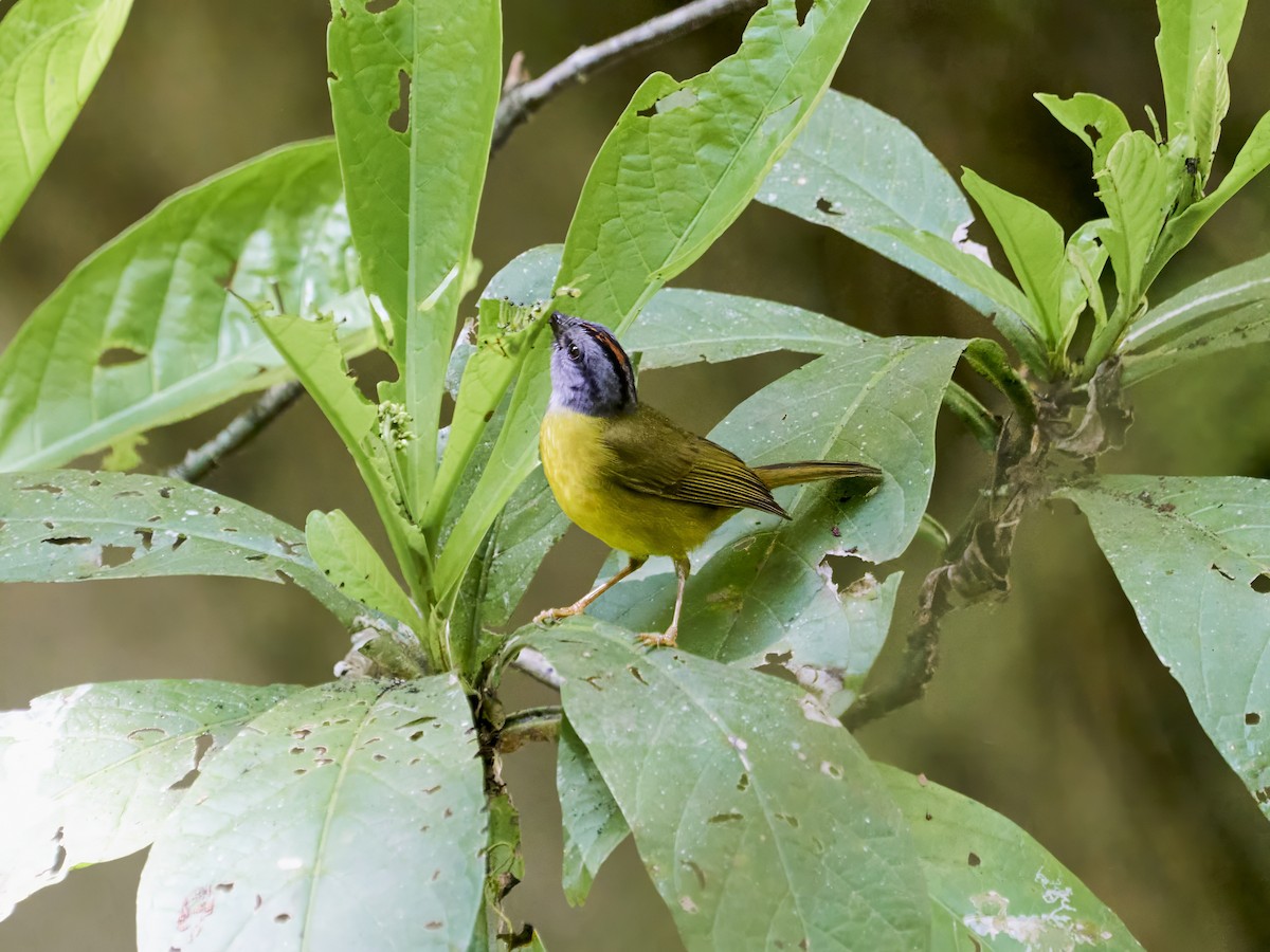 Russet-crowned Warbler - ML638523799