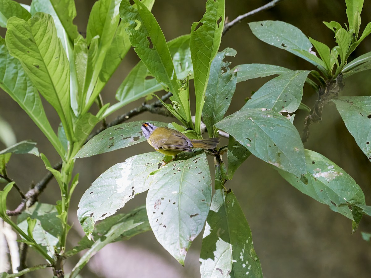 Russet-crowned Warbler - ML638523800