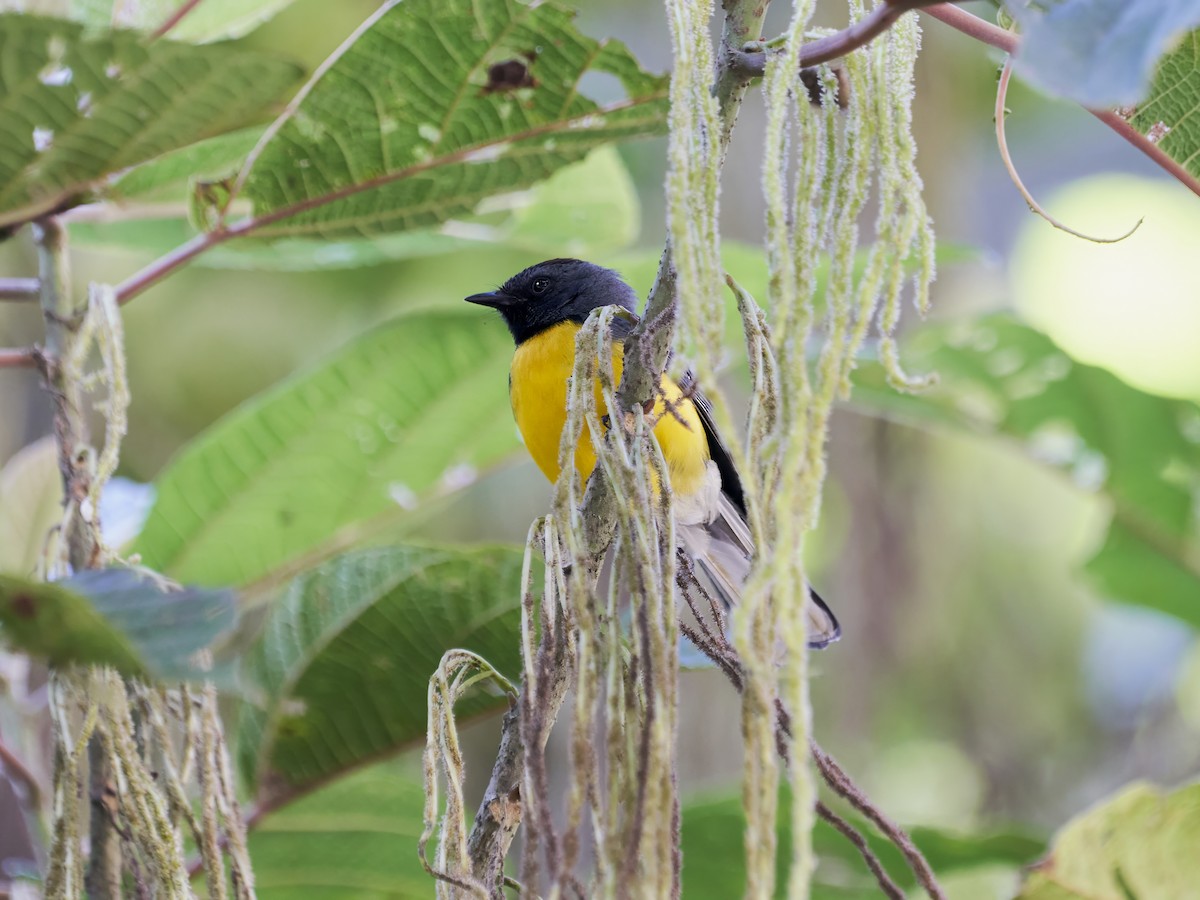 Slate-throated Redstart - ML638523803