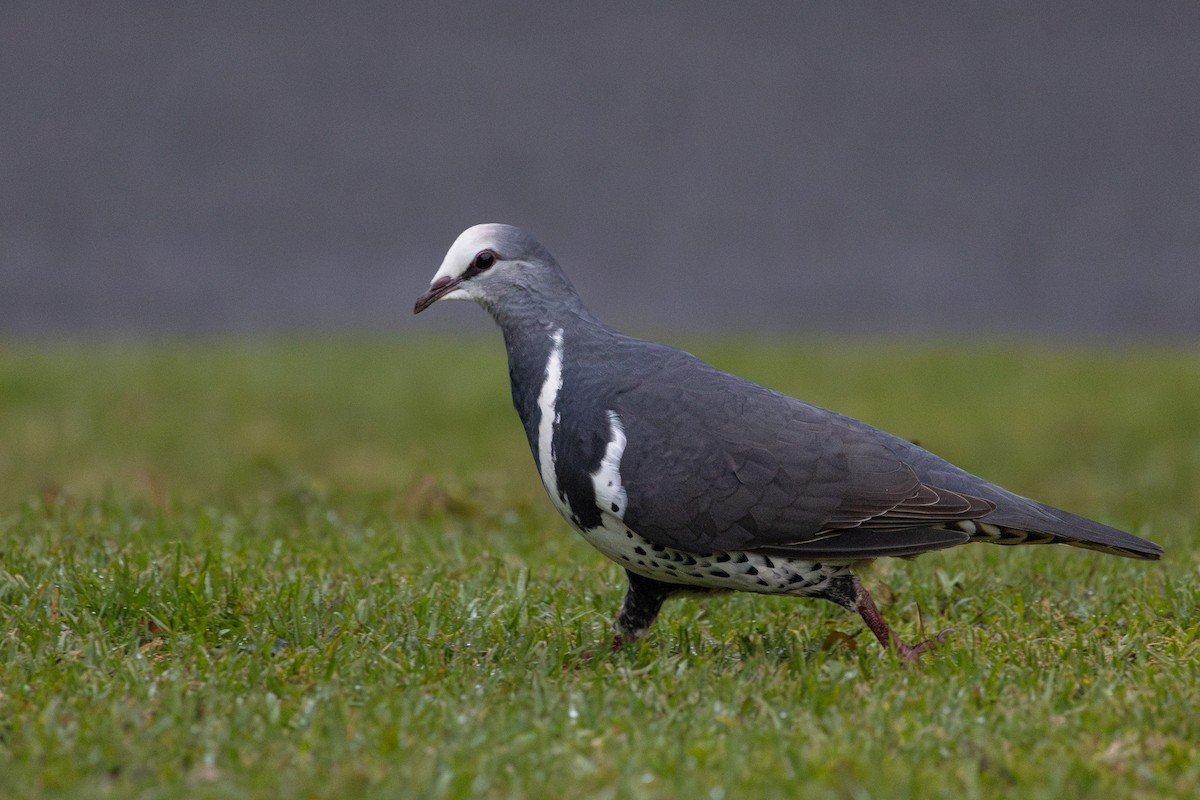 Wonga Pigeon - ML638523807