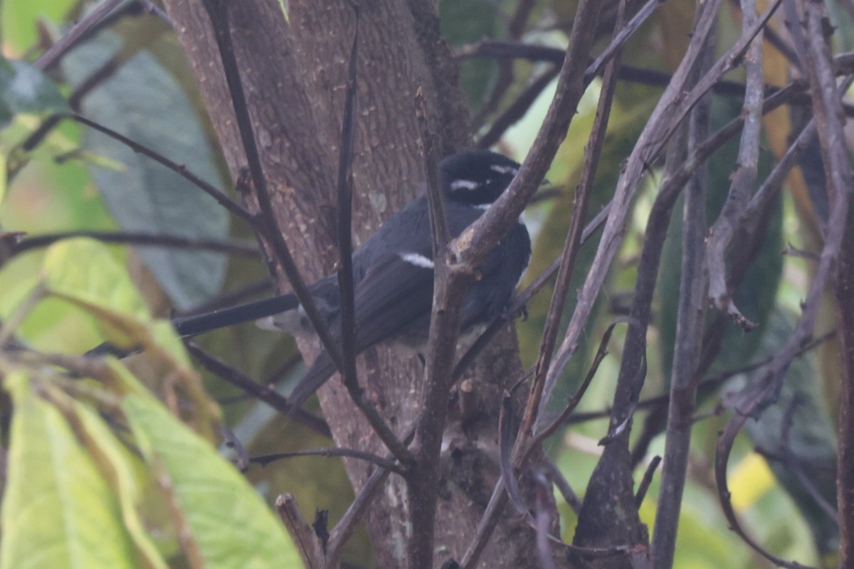Friendly Fantail - ML638523809