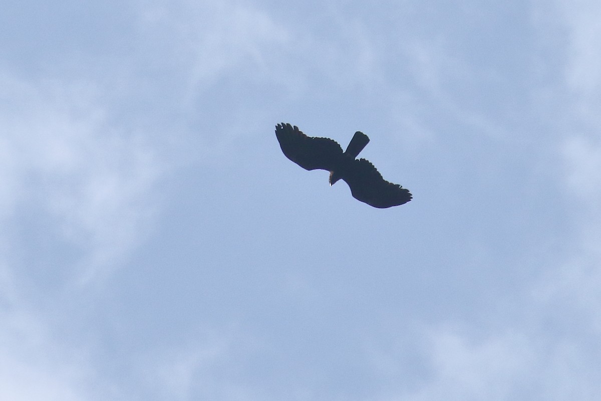Black Eagle - ML638523810