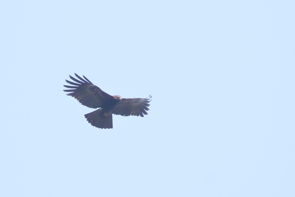 Black Eagle - ML638523811