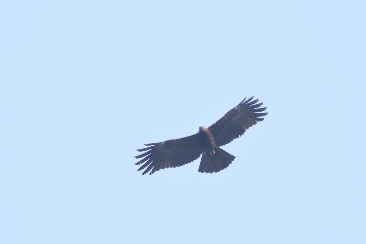 Black Eagle - ML638523812