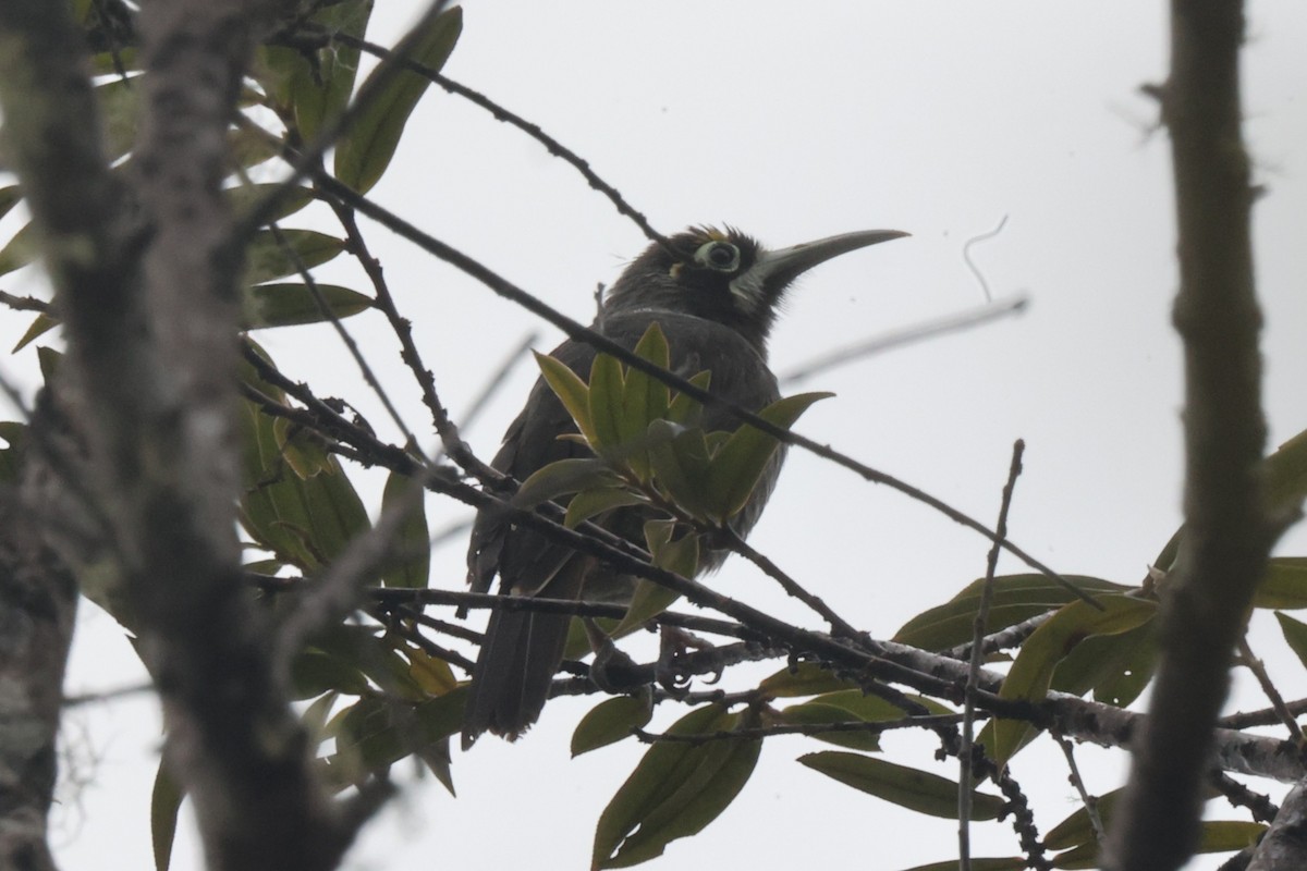 Yellow-browed Melidectes - ML638523814