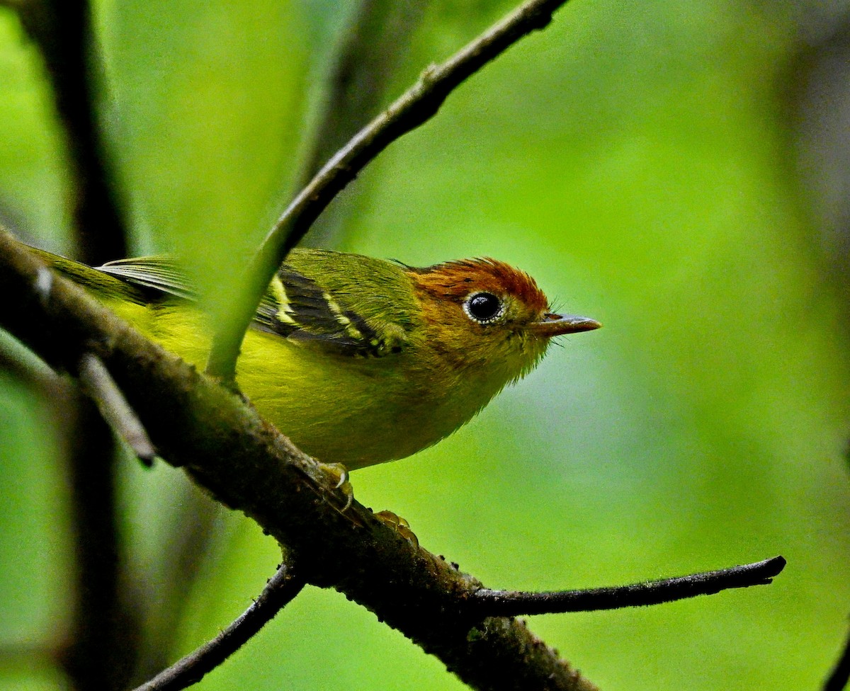 Yellow-breasted Warbler - ML638523823