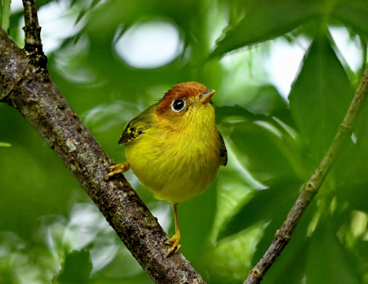 Yellow-breasted Warbler - ML638523824