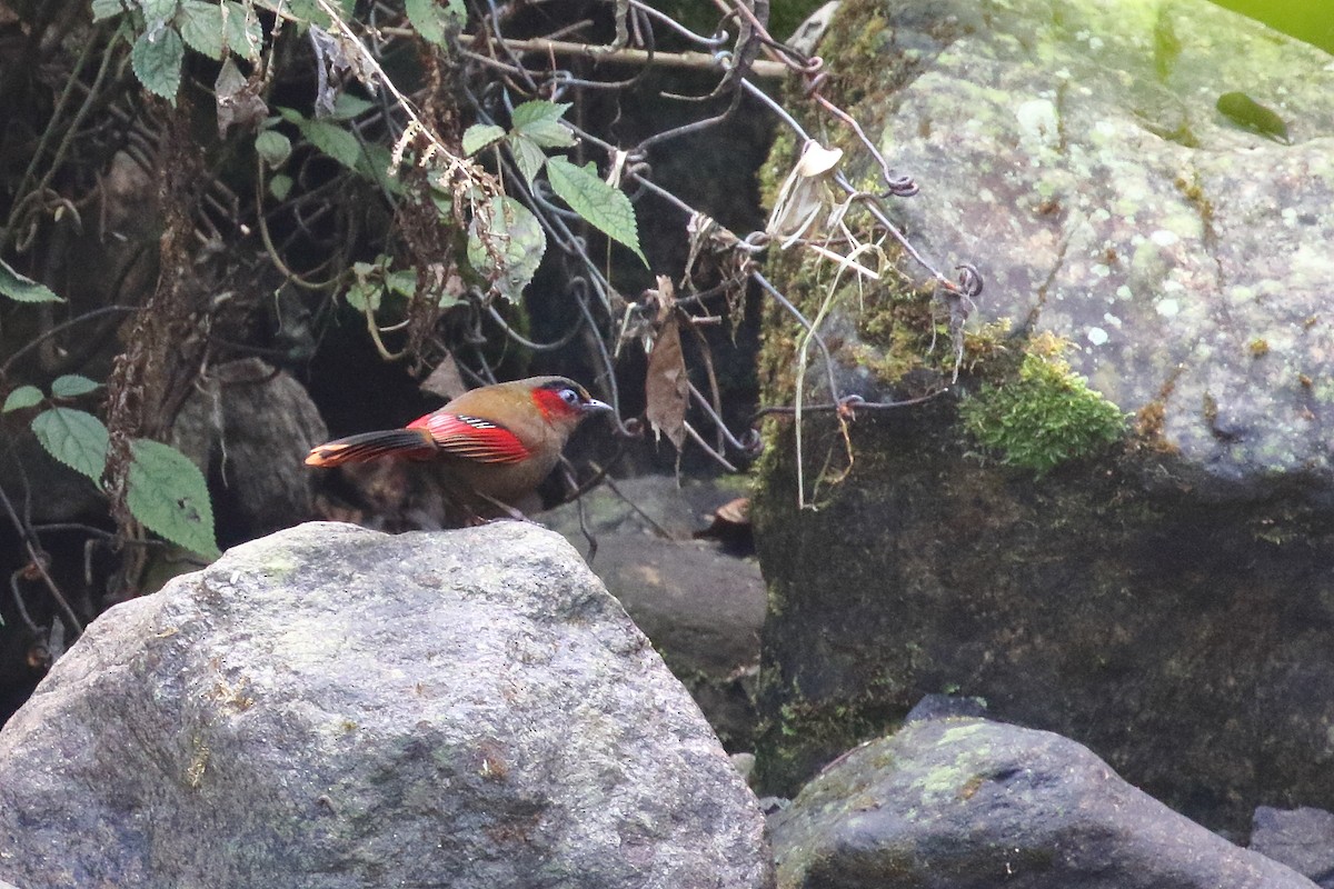 Garrulaxe à ailes rouges - ML638523826