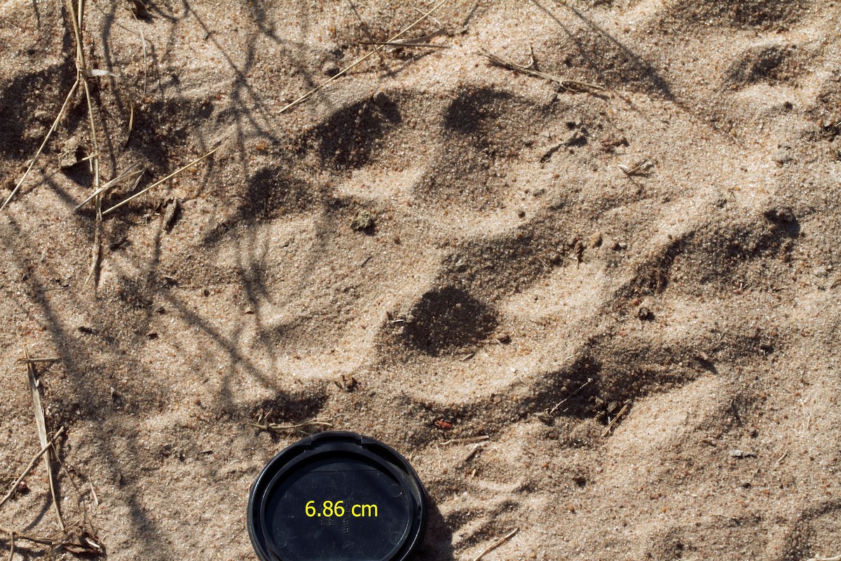 Southern Lion - ML638523828