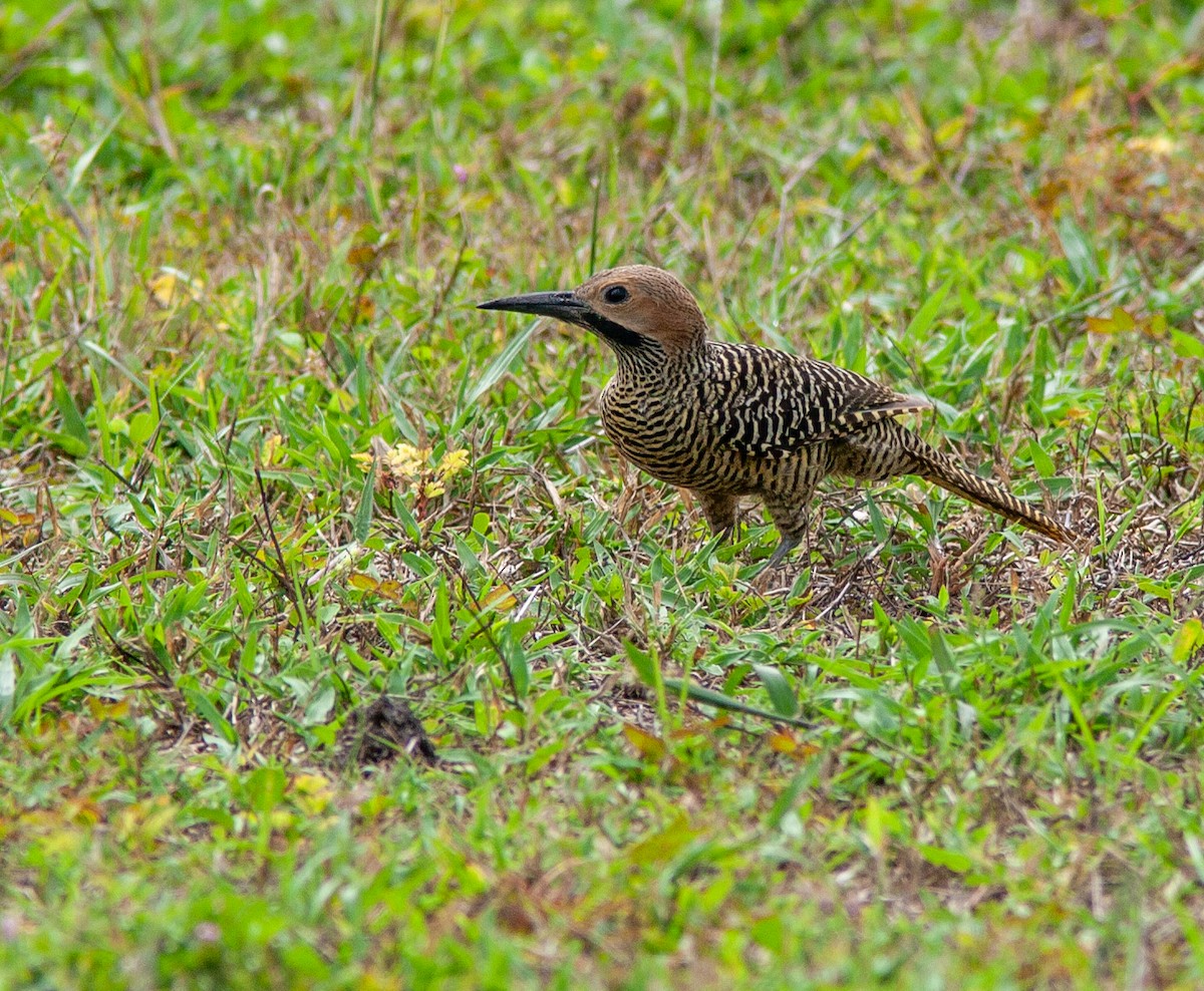 Fernandina's Flicker - ML638523844