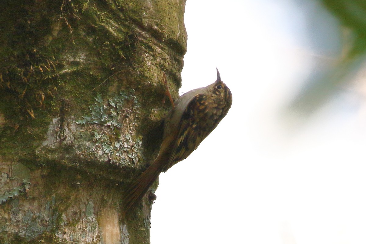 Sikkim Treecreeper - ML638523845