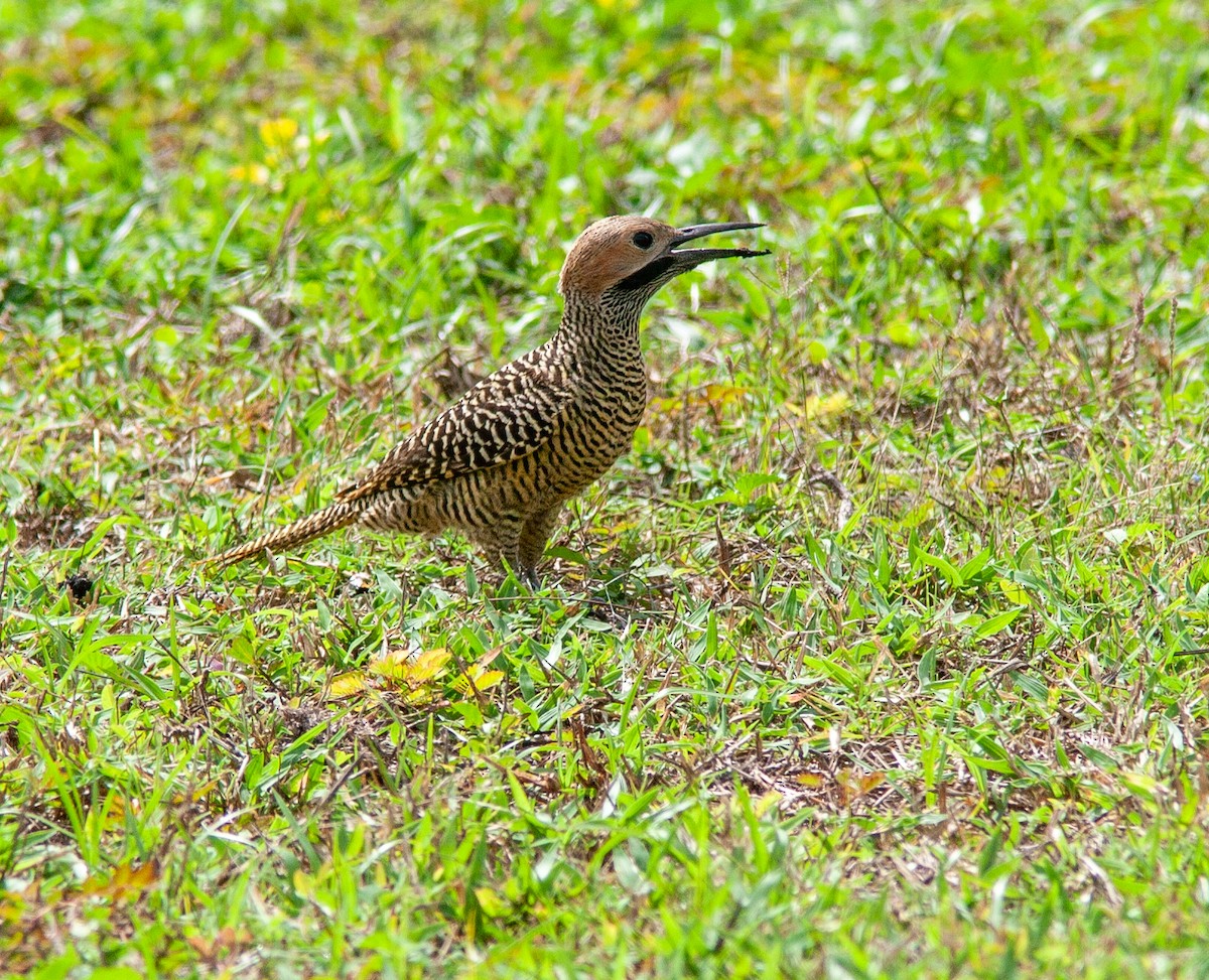 Fernandina's Flicker - ML638523846