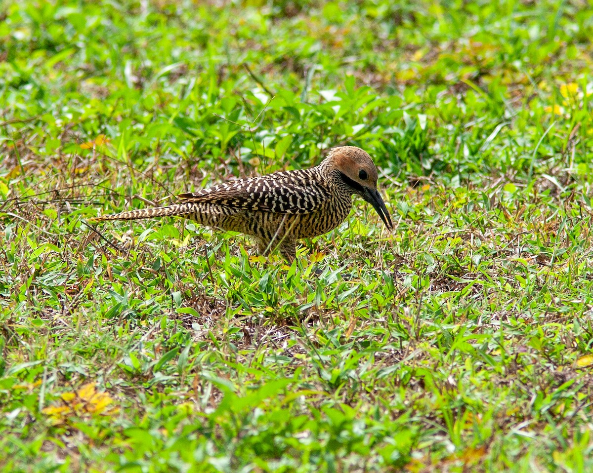 Fernandina's Flicker - ML638523848