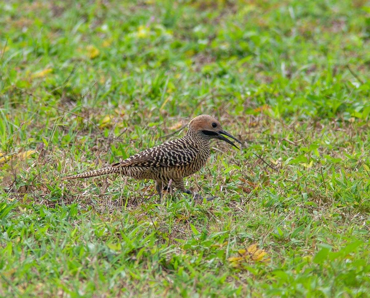 Fernandina's Flicker - ML638523849