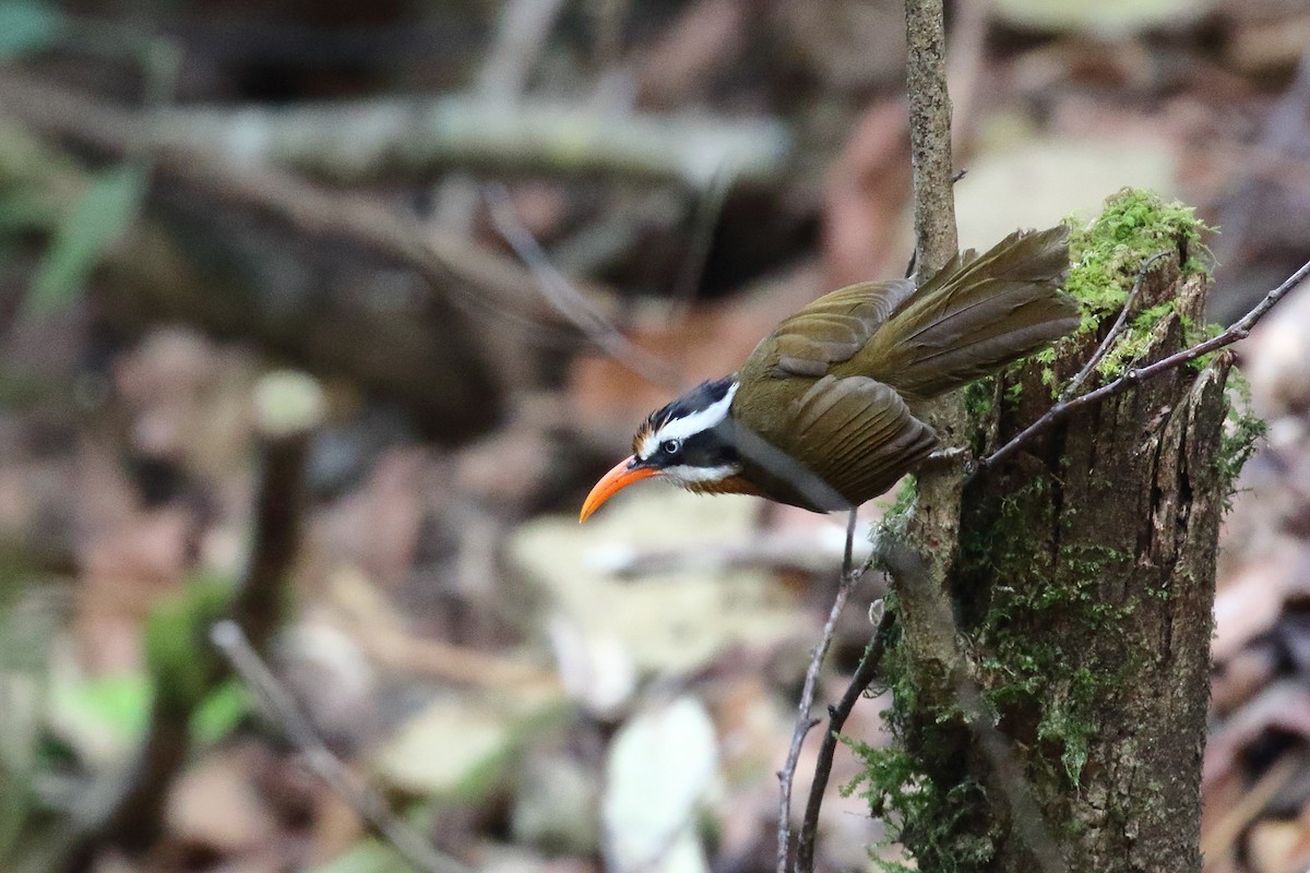 Black-crowned Scimitar-Babbler - ML638523857
