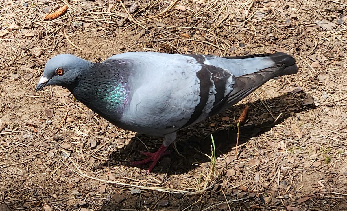 Rock Pigeon (Feral Pigeon) - ML638523867
