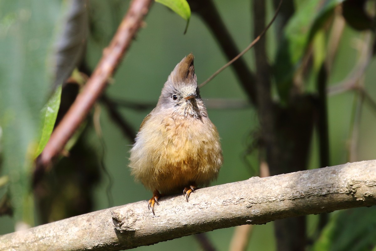 Stripe-throated Yuhina - ML638523868