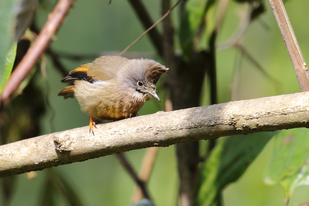 Stripe-throated Yuhina - ML638523869