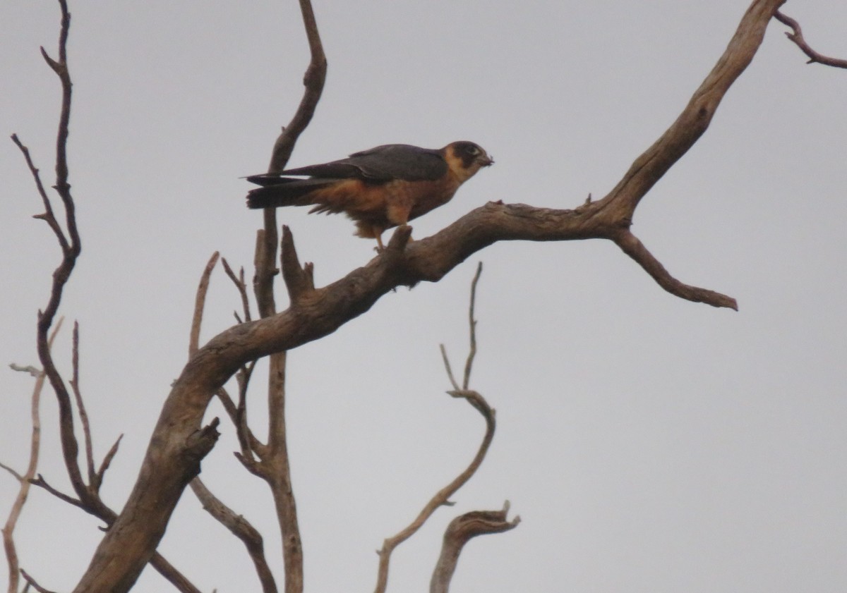 Australian Hobby - ML638523892