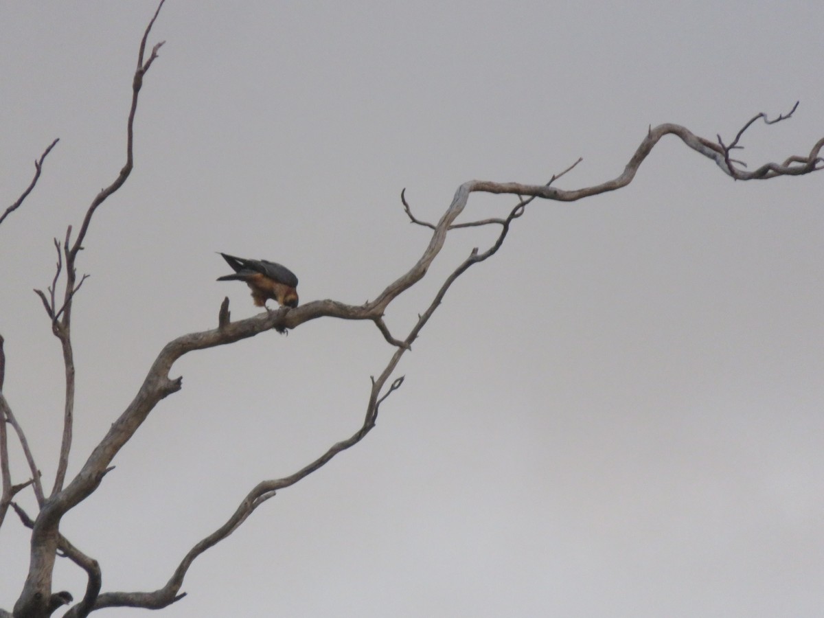 Australian Hobby - ML638523893