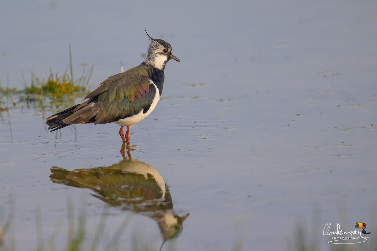 Northern Lapwing - ML638523905