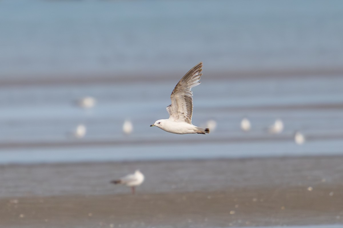 Common Gull (European) - ML638523933