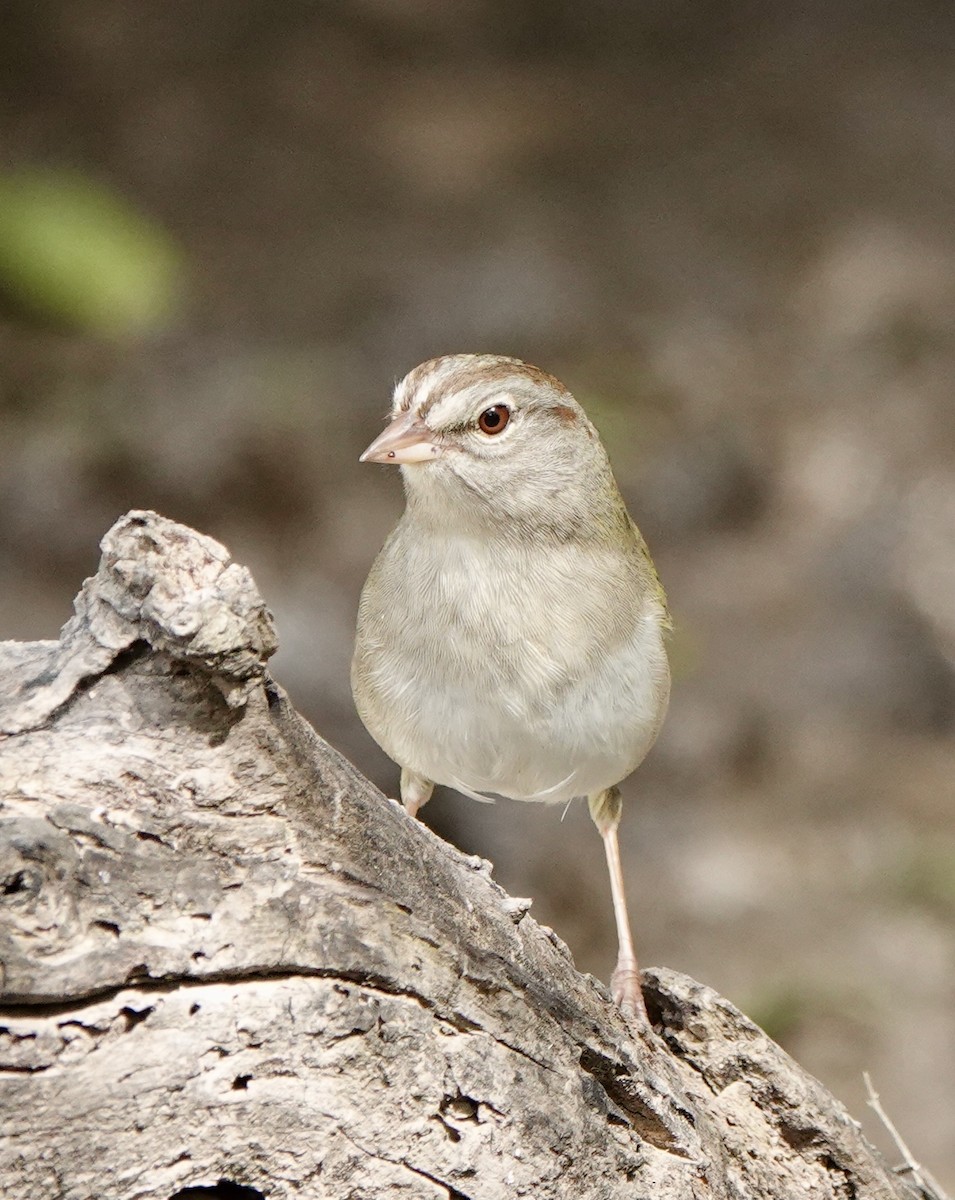 Olive Sparrow - ML638523952