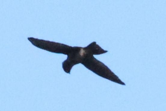 swiftlet sp. - ML638523976