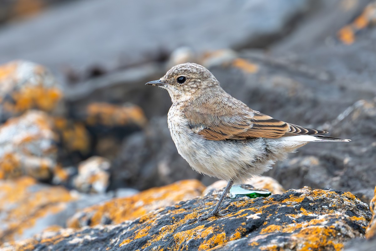 Northern Wheatear (Eurasian) - ML638523977