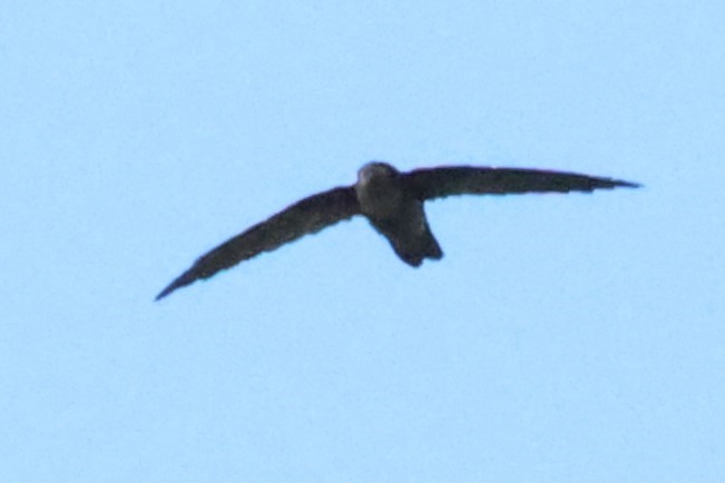 swiftlet sp. - ML638523983