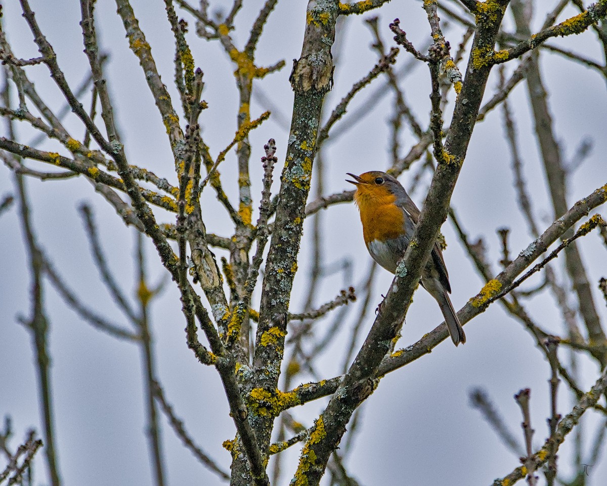 European Robin - ML638523992