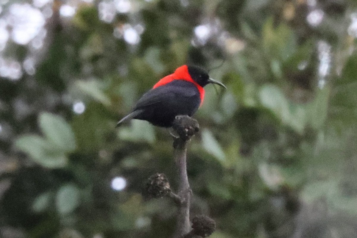 Red-collared Myzomela - ML638524008