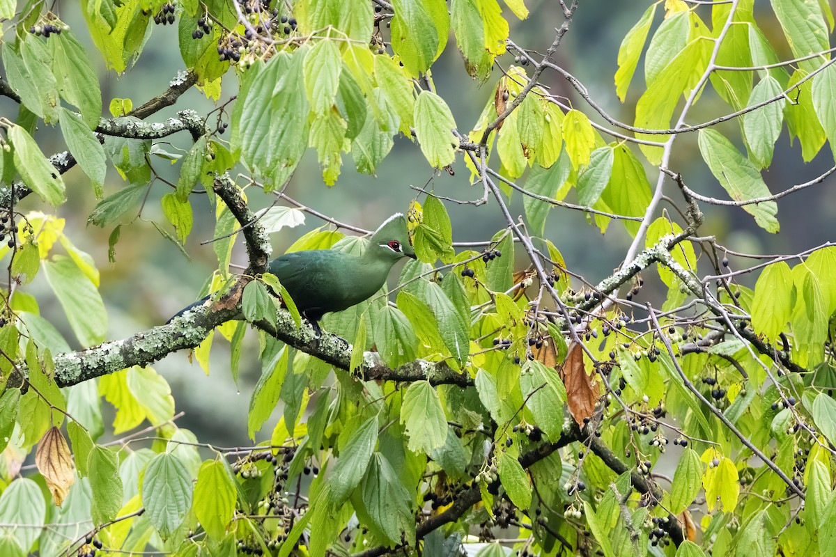 Black-billed Turaco - ML638524026