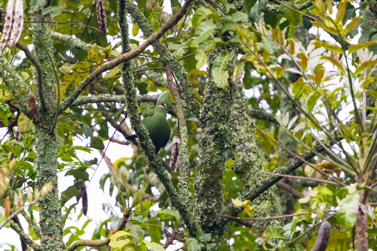 Black-billed Turaco - ML638524027