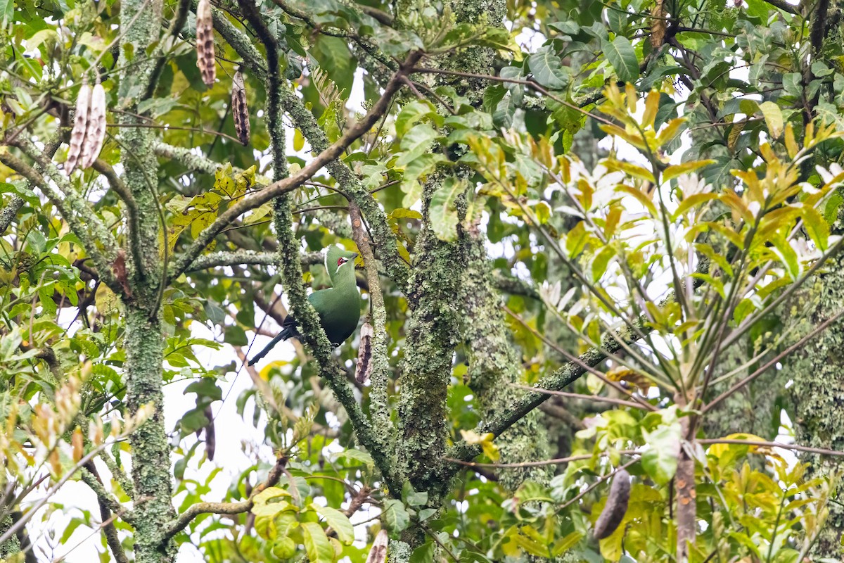 Black-billed Turaco - ML638524028