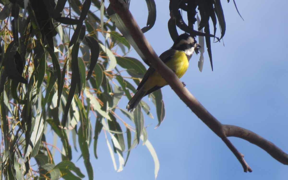Eastern Shrike-tit - ML638524038