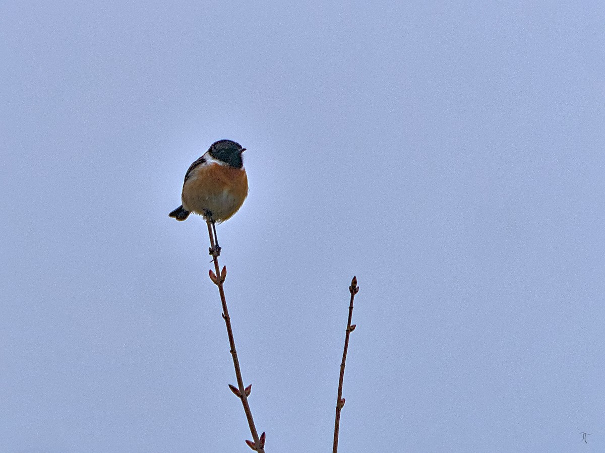 European Stonechat - ML638524040