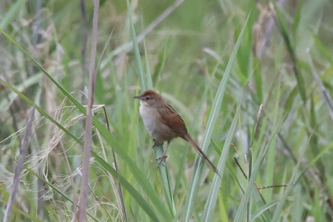 Papuan Grassbird - ML638524048