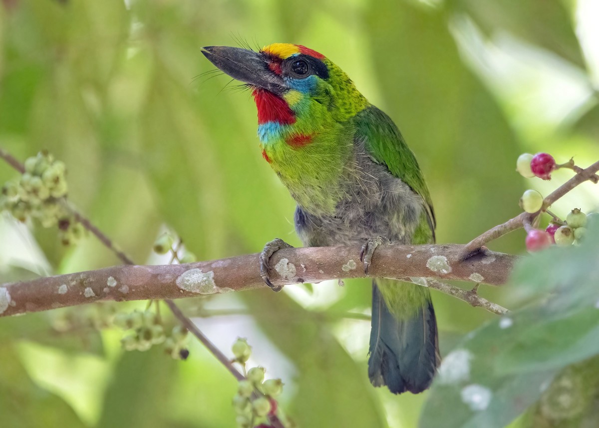Red-throated Barbet - ML638524050