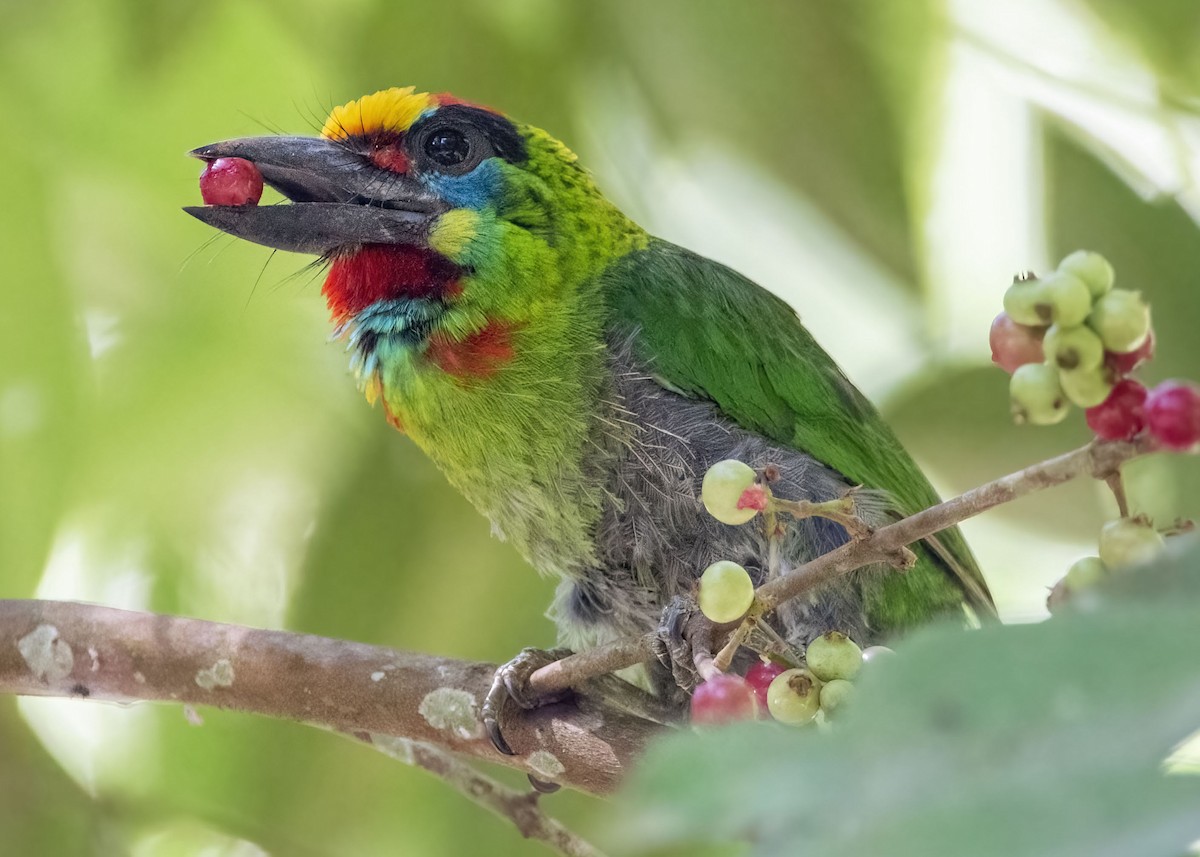 Red-throated Barbet - ML638524051