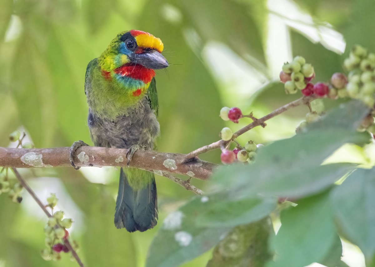 Red-throated Barbet - ML638524052